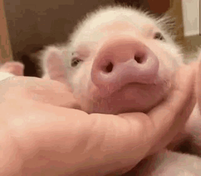 Piggy Piglet Jaw Massage Cute Sleepy GIF