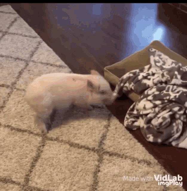 Piggy Piglet Spinning Like Crazy GIF