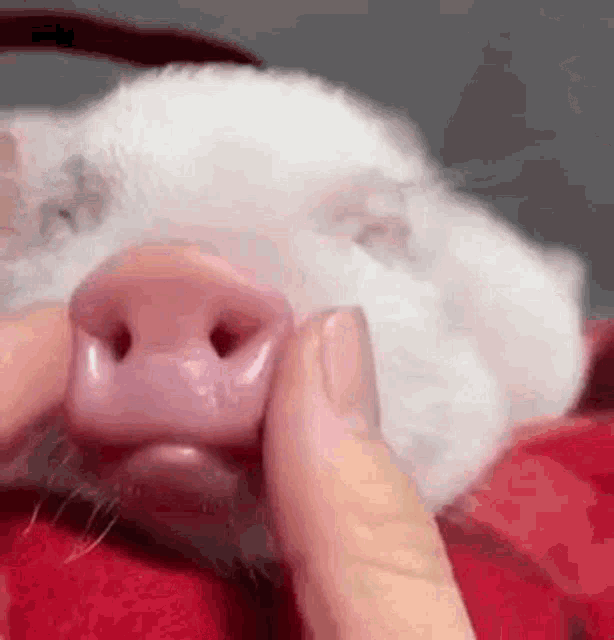 Piggy Piglet Squishing Nose And Mouth GIF