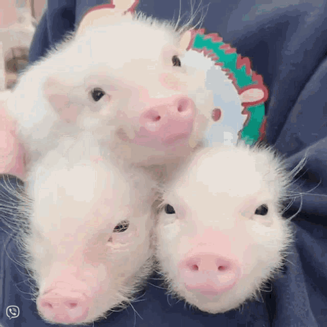 Piggy Piglets Three Little Pigs Cute GIF