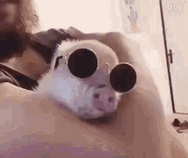 Piggy Sunglasses Shades Cool Piglet GIF