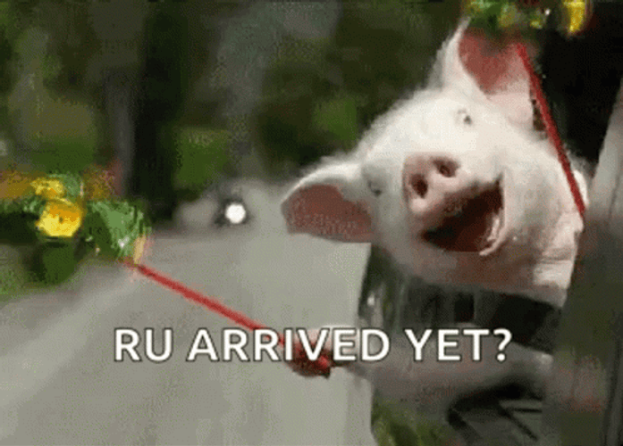 Piglet Peeks Out Are We There Yet GIF