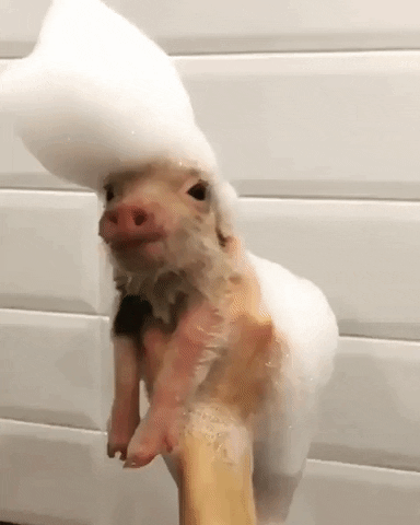 Piglet Pegs Elvis In Bubble Bath GIF