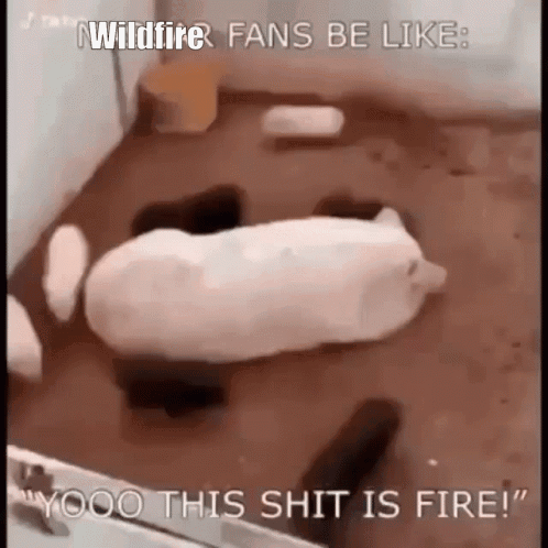 Piglets Encircling Piggy Mom Like Wildfire GIF