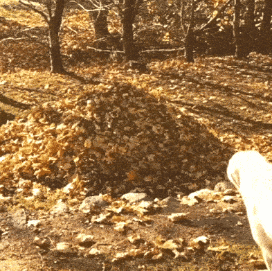 Pile Of Leaves On Forest Ground GIF