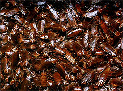 Pile Of Live Roaches GIF