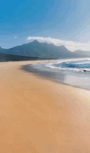 Pine Apple Cat Helicopter Meme GIF