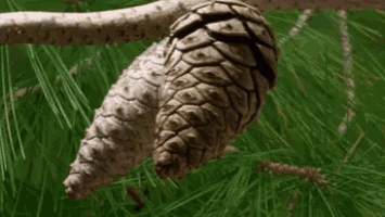 Pine Cone Gif GIF