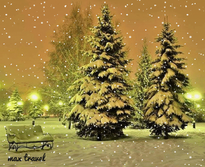 Pine Trees In Snowy Forest GIF