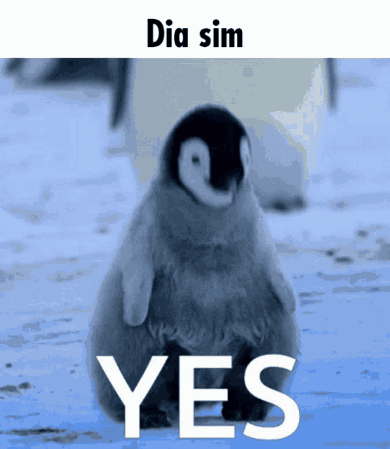 Pinguim Yes Penguin Gif GIF