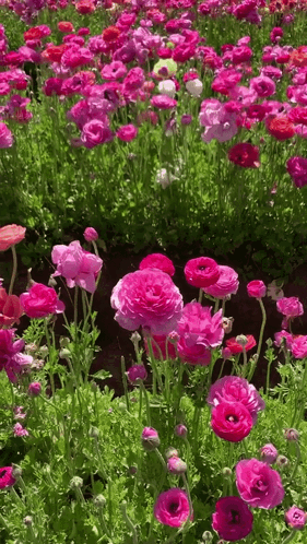 Pink and Purple Flowers With Green Leaves