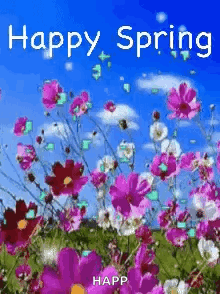 Pink and White Flowers Blue Sky Spring Card