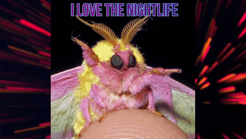 Pink And Yellow Moth On Finger I Love The Nightlife GIF