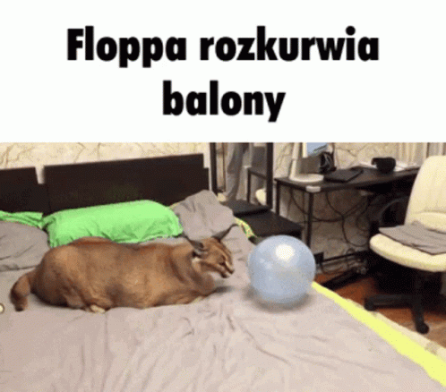 Pink Balloon Deflating Because Of Cat GIF