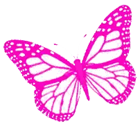Pink Butterfly Flying
