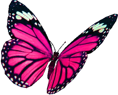Pink Butterfly with Black and White Wings Flying