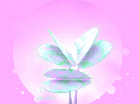 Pink Coquette Venus Fly Trap GIF