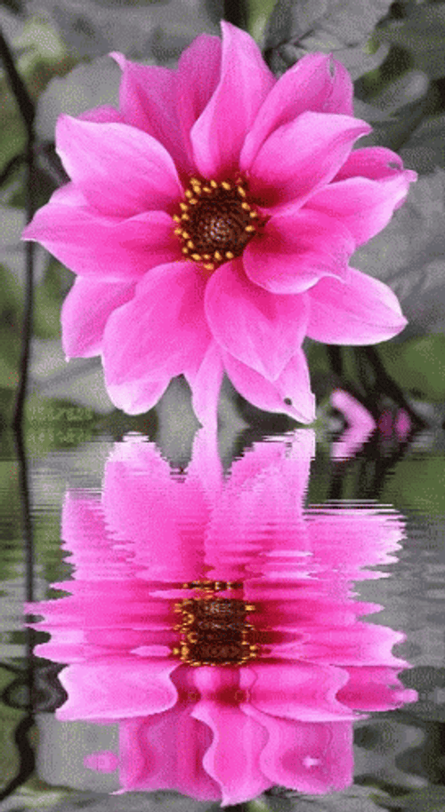 Pink Dahlia Flower GIF