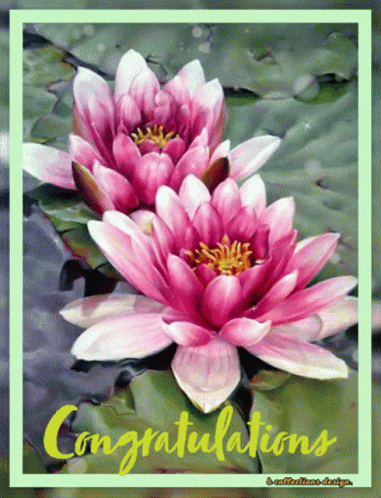 Pink Flower Floating In Water GIF