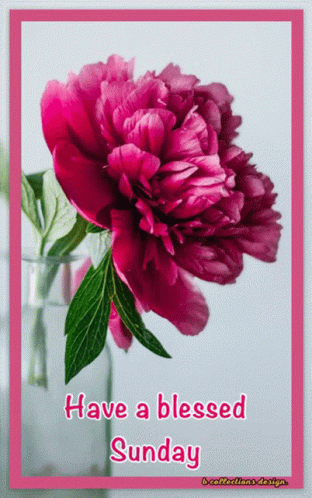 Pink Flower in Vase Have a Blessed Sunday