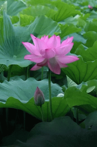 Pink Flower Surrounded By Green Leaves GIF