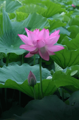 Pink Flower Surrounded By Green Leaves GIF