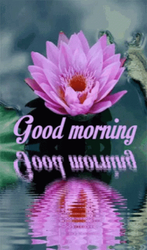 Pink Flower With Good Morning GIF