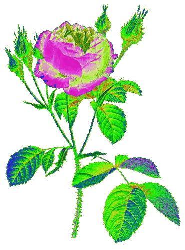 Pink Flower with Green and Purple Leaves
