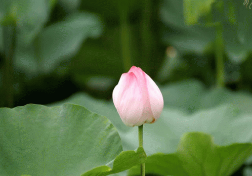 Pink Flower with Green Background