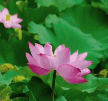 Pink Flower With Green Leaves GIF