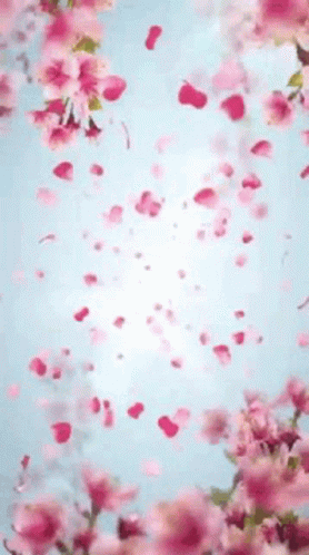 Pink Flowers Are Falling From A Tree Against A Blue Sky GIF