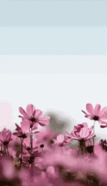 Pink Flowers in Field