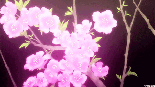Pink Flowers on Tree Branch Black Background