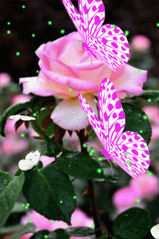 Pink Flowers With Flying Butterflies GIF