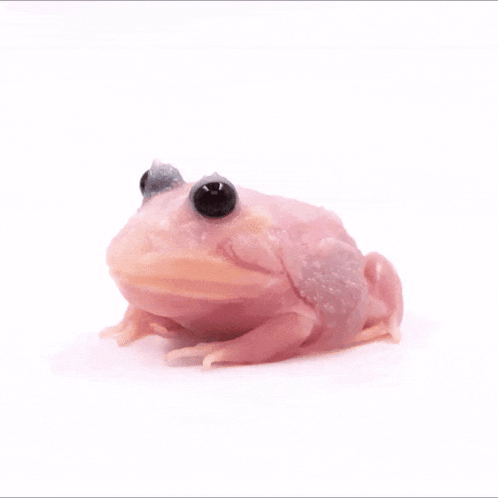 Pink Frog With Black Eyes Sitting GIF