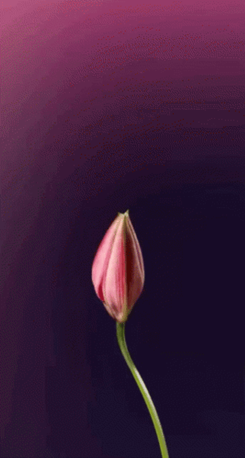 Pink Lily Flower Blooming GIF