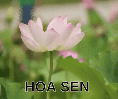 Pink Lotus Flower Hoa Sen GIF
