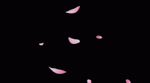 Pink Petals Falling GIF