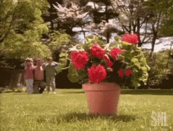 Pink Potted Plant With Red Flowers GIF