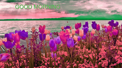 Pink Purple Flowers Over Water Good Morning