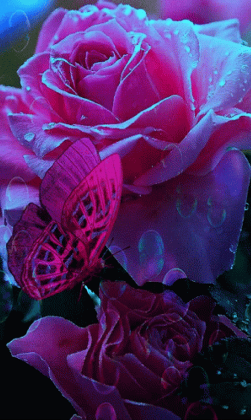 Pink Rose And Butterfly GIF