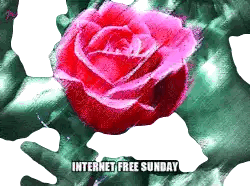 Pink Rose and Green Hands Internet Free Sunday