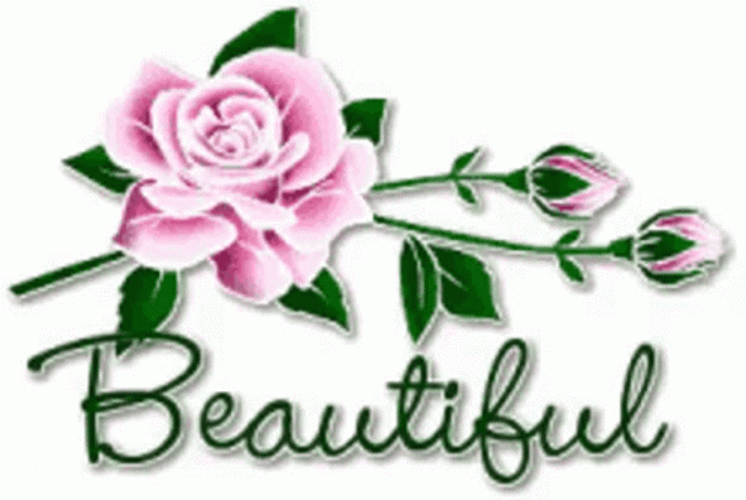 Pink Rose Beautiful Gorgeous Text Animation GIF