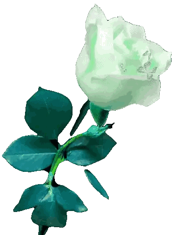 Pink Rose