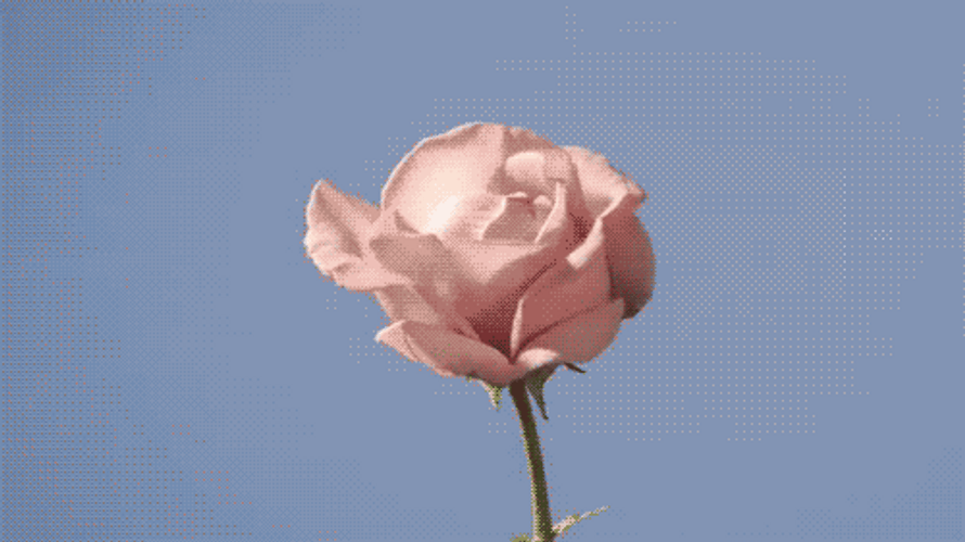 Pink Rose Blooming GIF