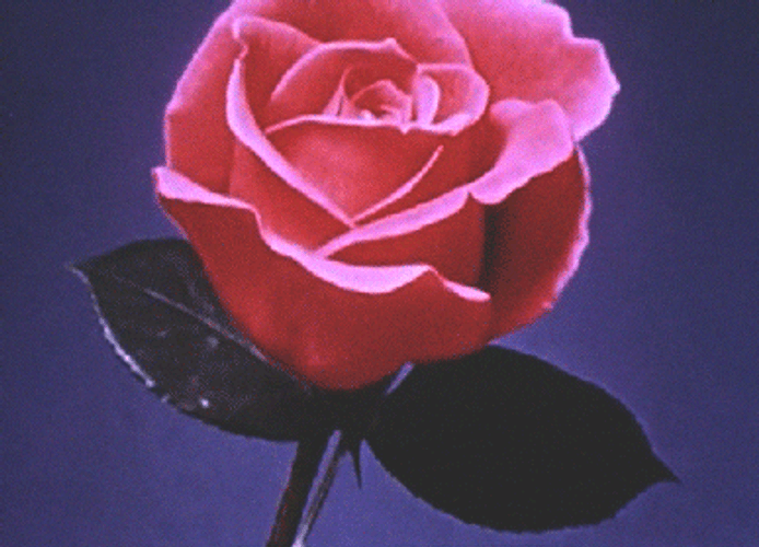 Pink Rose Blooming GIF