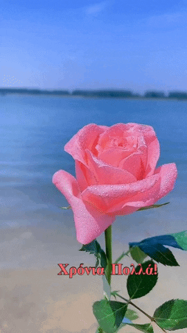 Pink Rose by Water With Greek Greeting