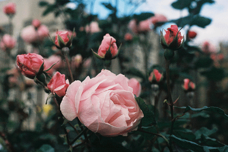 Pink Rose Flowers GIF 