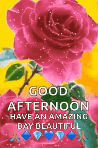Pink Rose Good Afternoon Have Amazing Day Beautiful GIF