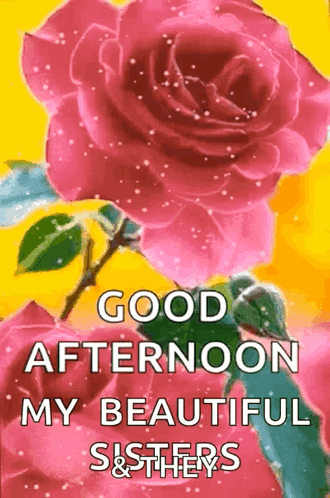 Pink Rose Good Afternoon Sisters GIF